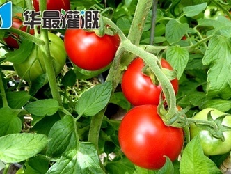 滴灌番茄(西红柿)的需肥规律