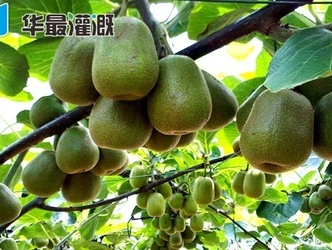 滴灌猕猴桃的灌溉方案