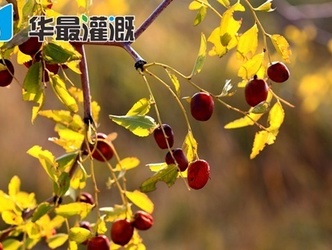 滴灌大枣施肥方案