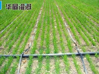 小麦使用滴灌系统的需水规律及灌溉方案
