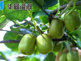 滴灌猕猴桃施肥方案