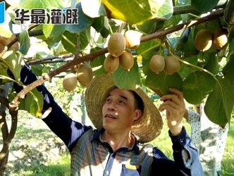 猕猴桃灌溉施肥的注意事项