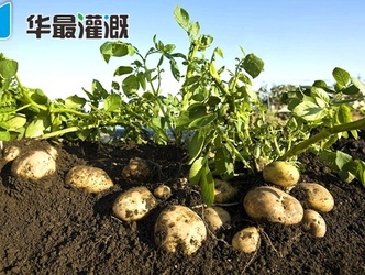 马铃薯滴灌系统的优势有哪些
