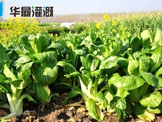 油菜使用滴灌带灌溉应如何布置