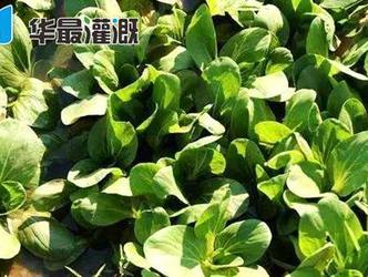 滴灌油菜的需水规律及灌溉方案