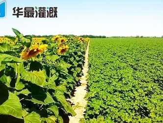 滴灌向日葵需水规律及灌溉方案