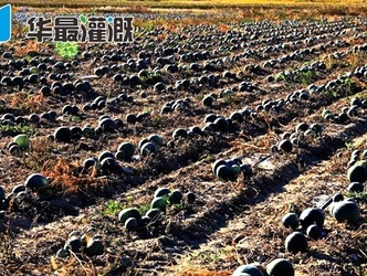 滴灌打瓜(籽用西瓜)的需水规律及灌溉方案