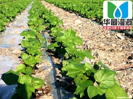滴灌带价格