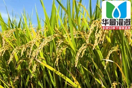 袁隆平水稻