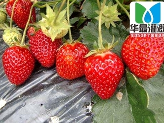 为什么草莓灌溉首选使用滴灌，有什么好处?