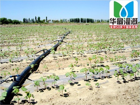 膜下滴灌案例