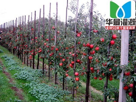果园果树滴灌