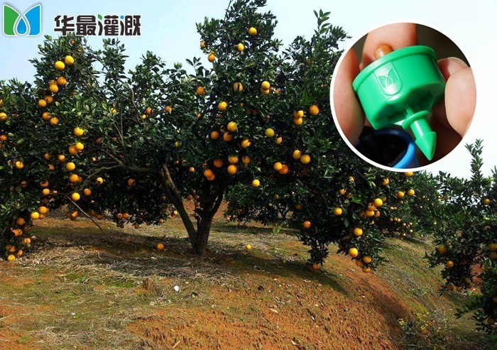 脐橙果园地势不平