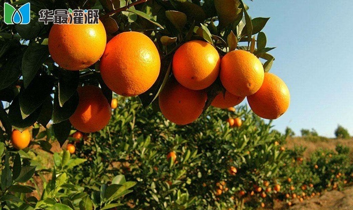脐橙果树