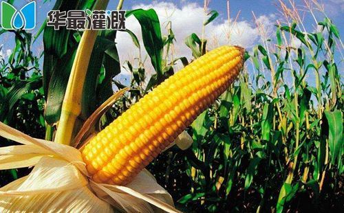玉米养分需求规律