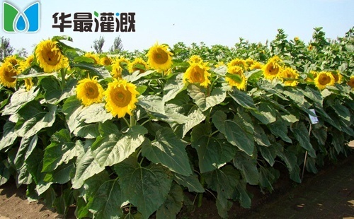 滴灌向日葵需肥规律