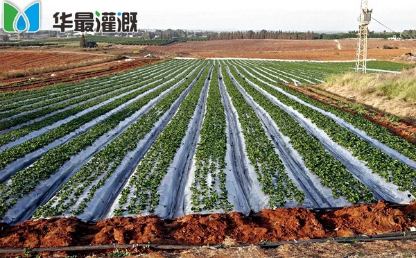膜下滴灌