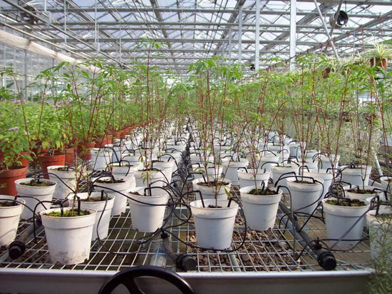 花卉节水灌溉