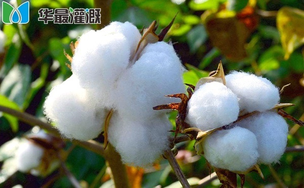 棉花滴灌