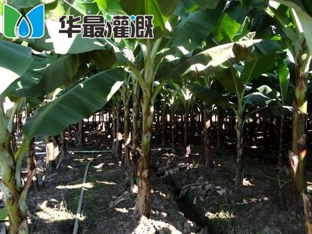 香蕉滴灌