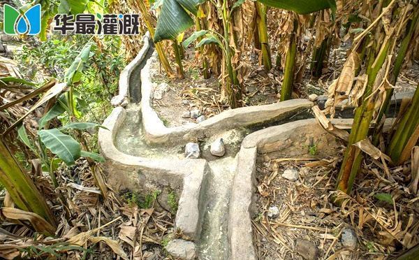 香蕉传统灌溉