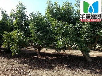 果树滴灌设备使用时的注意事项