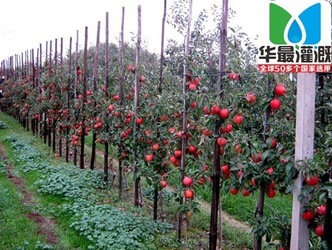 果园果树滴灌的优势是什么