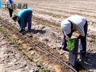 滴灌水肥一体化的优势优点有哪些