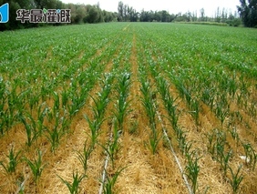 根据水源初步计算滴灌系统的灌溉面积