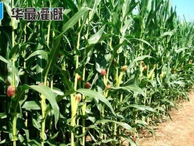 滴灌玉米水肥灌溉技术方案