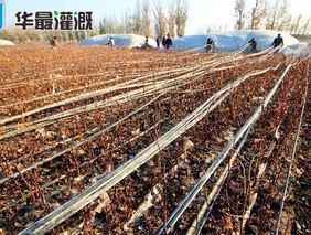 回收滴灌带的机械工具有哪些