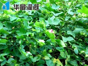 棉花膜下滴灌对肥料的需求规律