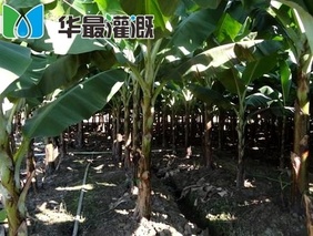 香蕉的常见灌溉方法