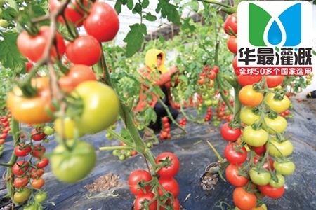 西红柿滴灌带