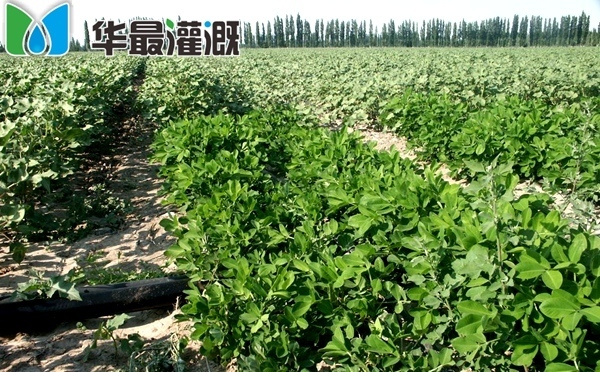 滴灌系统