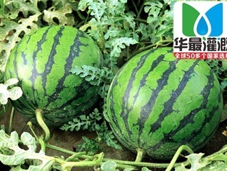 西瓜使用滴灌带的好处
