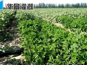 滴灌水肥一体化的技术理论基础是什么