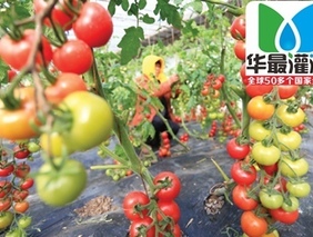 西红柿滴灌带_西红柿使用滴灌带的好处