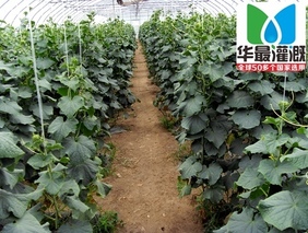 黄瓜滴灌带_黄瓜使用滴灌带的好处