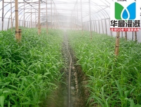 喷灌设备中的微喷带产品特点介绍