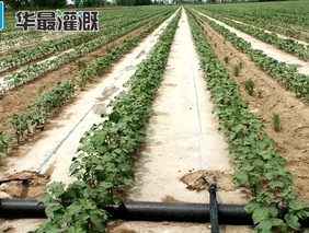 棉花膜下滴灌的灌溉规律及方案