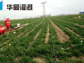 灌溉水溶肥按照营养类型可以分为哪几类