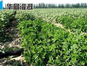 滴灌水肥一体化的技术理论基础是什么