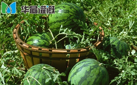 西瓜滴灌