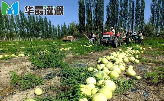 滴灌打瓜需肥规律以及施肥方案