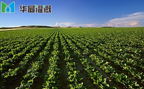 甜菜滴灌带的选择以及管网布设