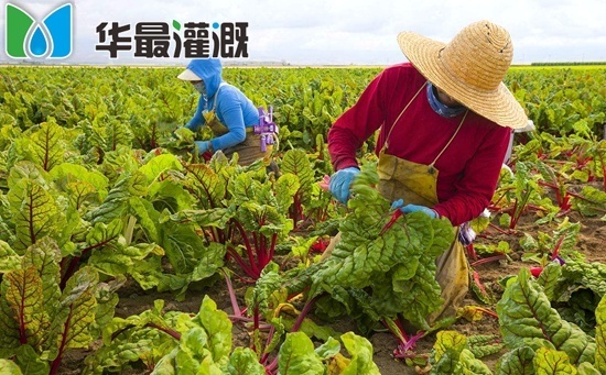 滴灌甜菜的施肥方案