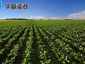 滴灌甜菜管网的布设和滴灌带的选择