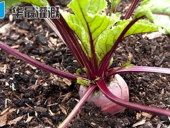 滴灌甜菜的需肥规律