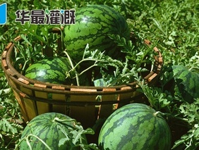滴灌西瓜管网如何布设